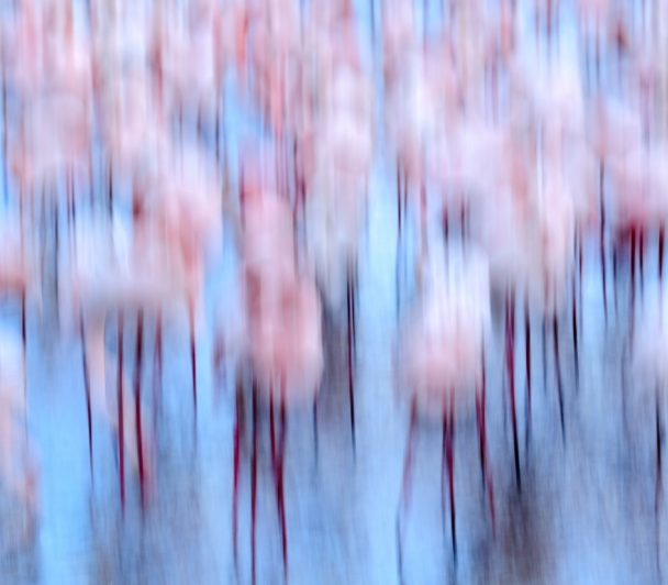 Flamingo de Jonathan LHOIR