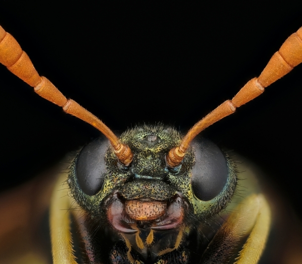 Portraits d'insectes, de Christophe Pellé