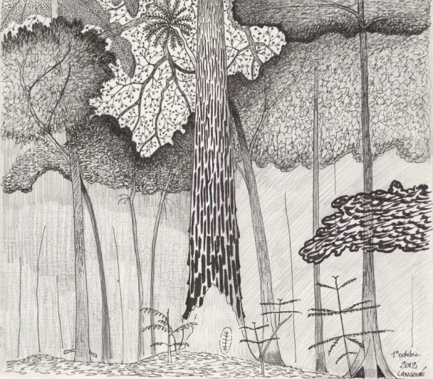 Croquis de nature, dessins du botaniste Francis Hallé