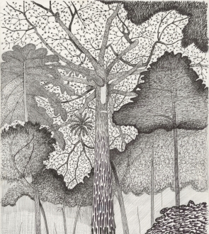 Croquis de nature, dessins du botaniste de Francis Hallé