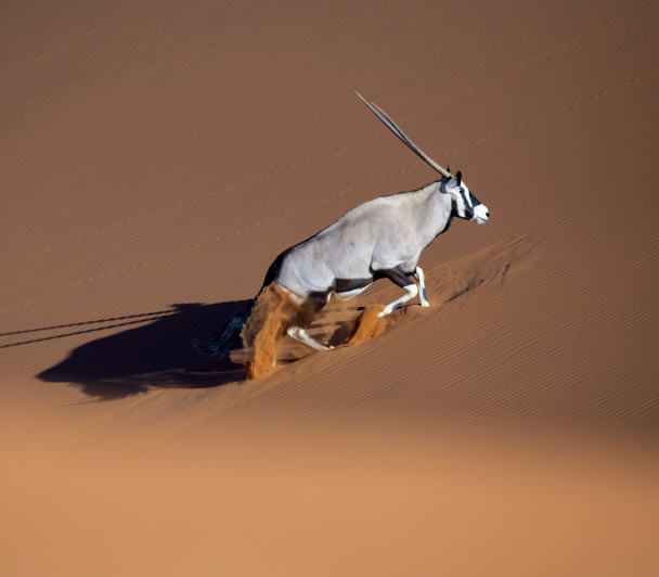 Namib, du sable à la vie, de Maxime Briola