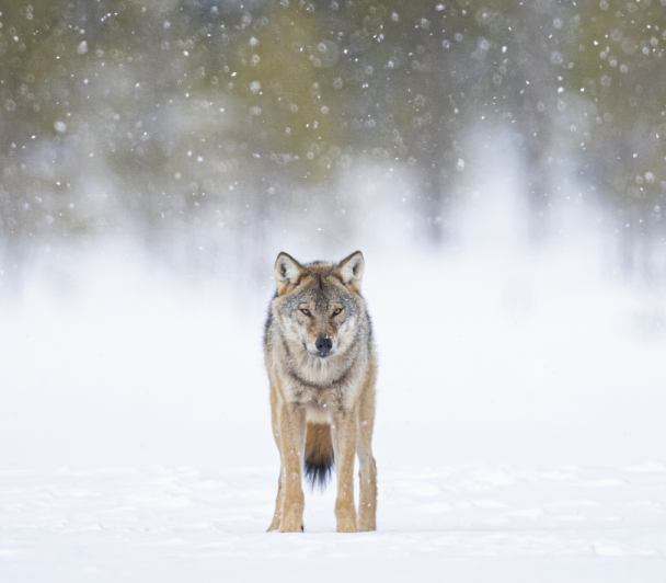 FERUS : Le retour du Loup 