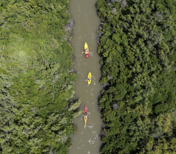  Découverte des rives du grand Rhône en Kayak