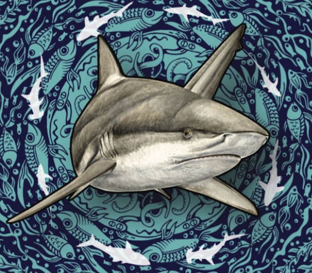 Master-Class nature : Les requins