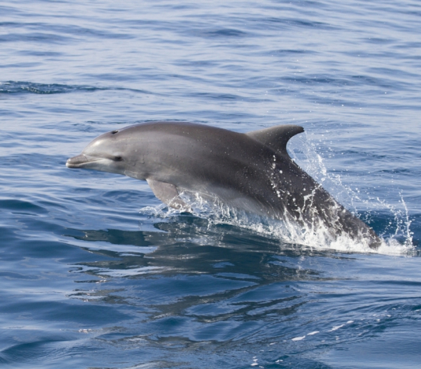 Conférence - la côte Bleue et les mammifères marins