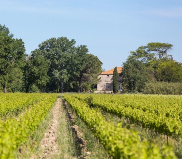 En bordure de Rhône, un territoire, un vignoble, une histoire.