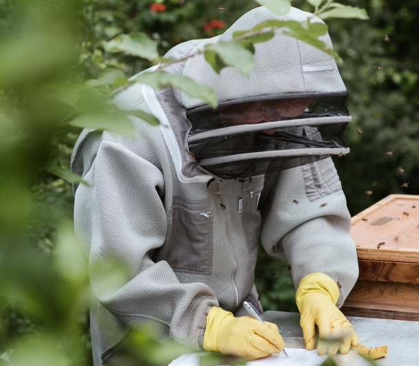 L'apiculture provençale