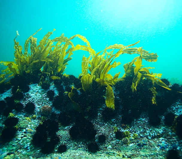 L'algue de la mer à la terre