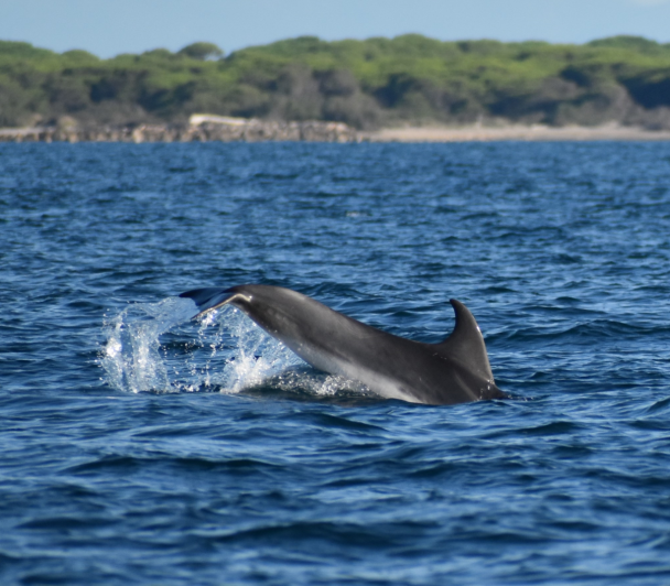 Le Grand dauphin en Camargue