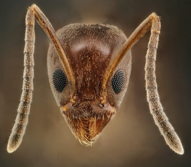 Master class : les fourmis