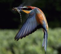 Les ailes de l'Afrique, découverte des Guêpiers d'Europe © Thierry VEZON Les ailes de l'Afrique, découverte des Guêpiers d'Europe