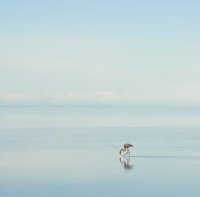Theirry Vezon © Thierry Vezon-Le solitaire Theirry Vezon