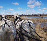 La Camargue et la Crau, terres d'élevage © Marais du Vigueirat La Camargue et la Crau, terres d'élevage