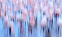 © Jonathan Lhoir // Grand gagnant du Concours photo 2018 du Festival de la Camargue © Jonathan Lhoir © Jonathan Lhoir // Grand gagnant du Concours photo 2018 du Festival de la Camargue