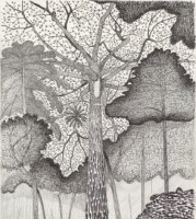 Croquis de nature, dessins du botaniste de Francis Hallé © Francis Hallé Croquis de nature, dessins du botaniste de Francis Hallé