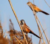 Découvrir les oiseaux grâce au baguage © Hervé Bertozzi Découvrir les oiseaux grâce au baguage