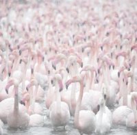 Gerard Verdier © Gerard Verdier - L'armée rose Gerard Verdier