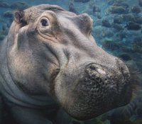 Tim Flach © Hippopotamus Underwater©Tim Flach Tim Flach