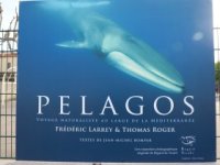 pelagos pelagos