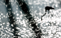 Jonathan Lhoir - "Variation sur le flamant rose".3 © Jonathan Lhoir Jonathan Lhoir - "Variation sur le flamant rose".3