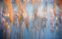Jonathan Lhoir - "Variation sur le flamant rose".1 Jonathan Lhoir - "Variation sur le flamant rose".1
