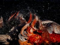 Concours photo 2023 © Ludovic CHARPENTIER Concours photo 2023