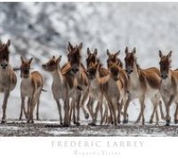 Larrey/Panthère des nieges © Frederic Larrey Larrey/Panthère des nieges