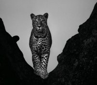 Pardus