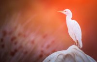 Concours photos 2020 © Clement Pappalardo@NatureSauvageCamargue-finaliste2020 Concours photos 2020