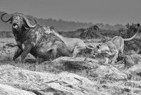 Concours photos-Laurent Lallemand 1 © Laurent Lallemand@Portfolio-lauréat2020 Concours photos-Laurent Lallemand 1
