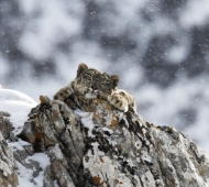 Tibet, les dernières panthères des neiges de Frederic LARREY 