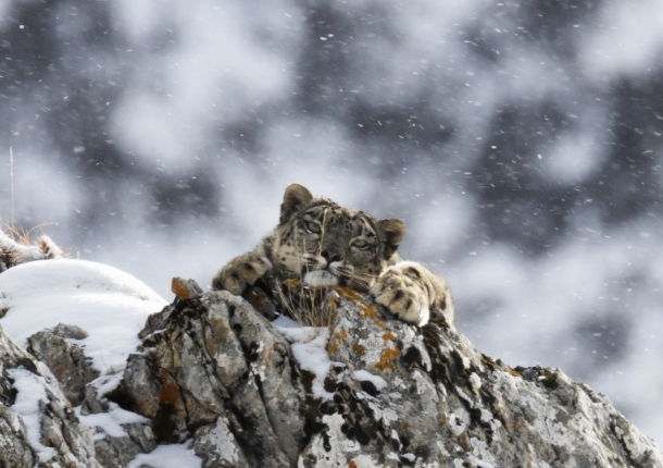Tibet, les dernières panthères des neiges de Frederic LARREY 